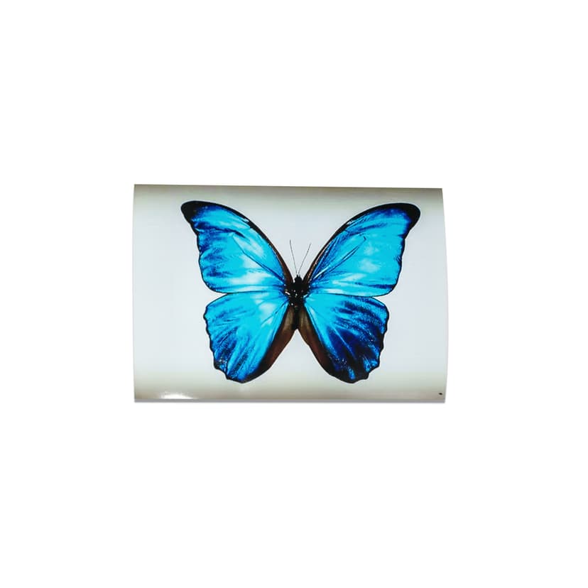 Der Schmetterling