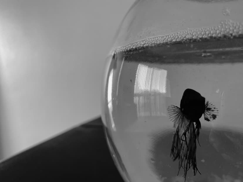 Fisch