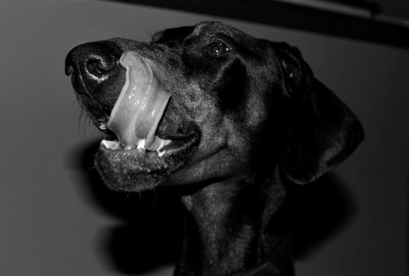 Mein Hund