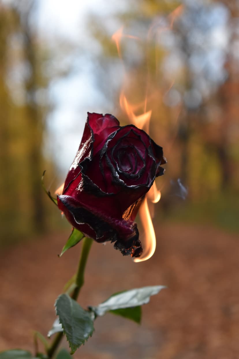 Brennende Rose